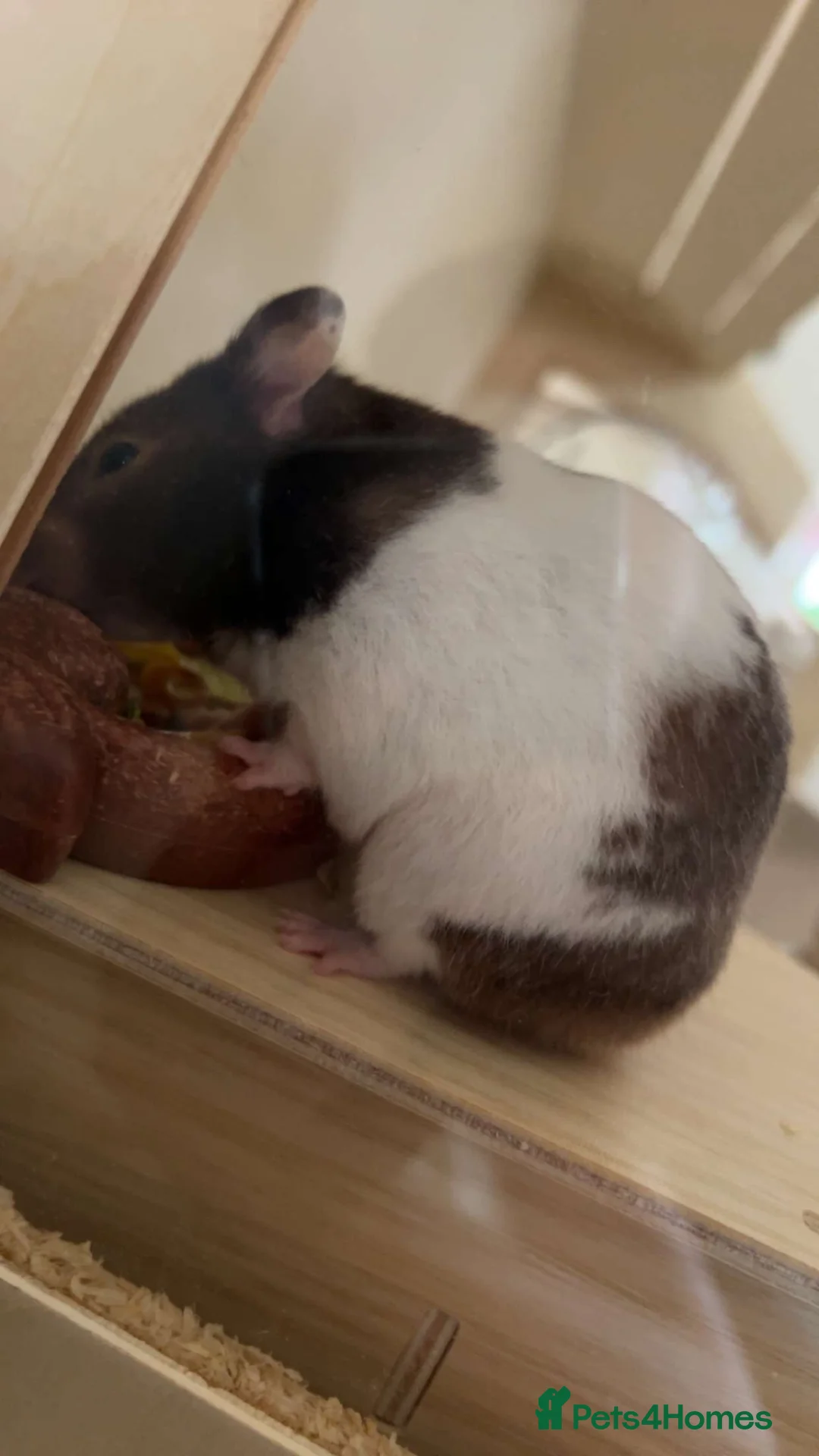 Hamster rodents for sale: Hamster and cage in Worcester - Advert 1