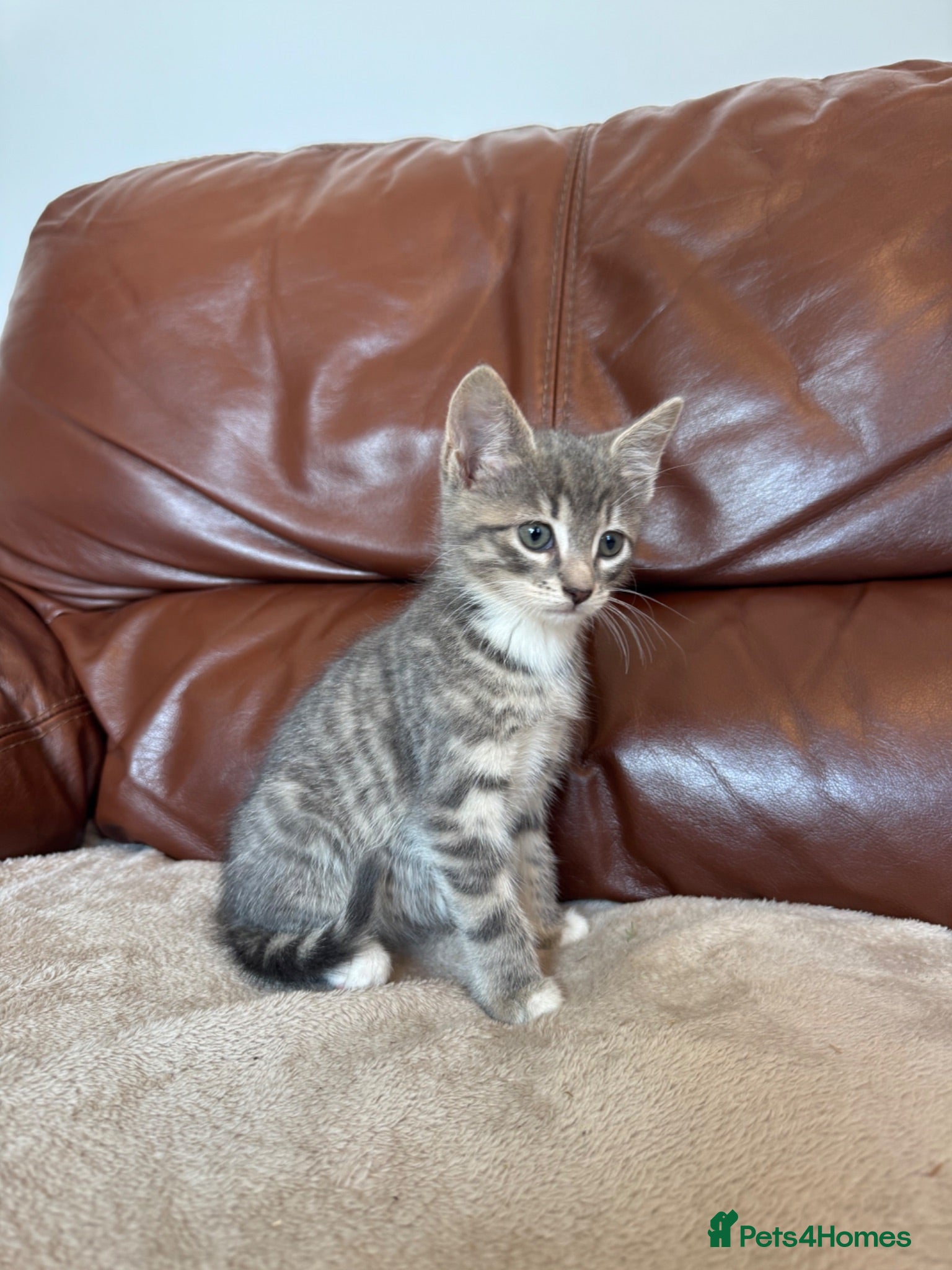 Mixed Breed cats Beautiful kittens  - Advert 2