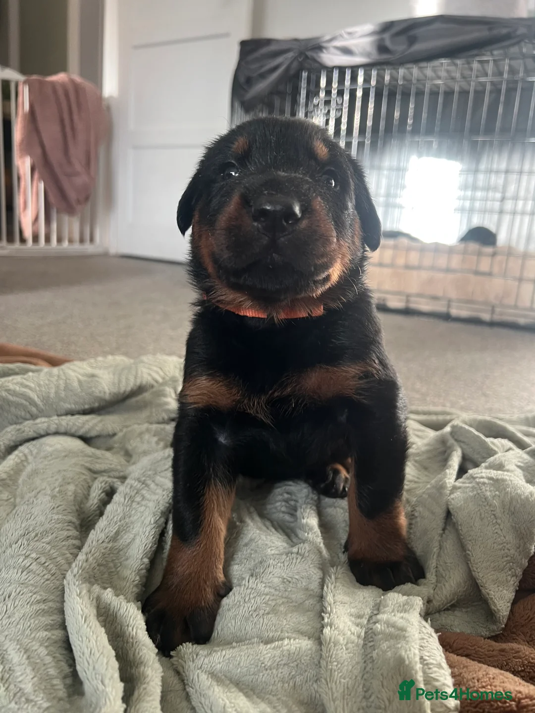 Mixed Breed dogs for sale: Adorable Doberman & Beauceron puppies for sale - Advert 28