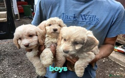 Cockapoo dogs for sale: Beautiful cockerpoo puppies  - Image 11