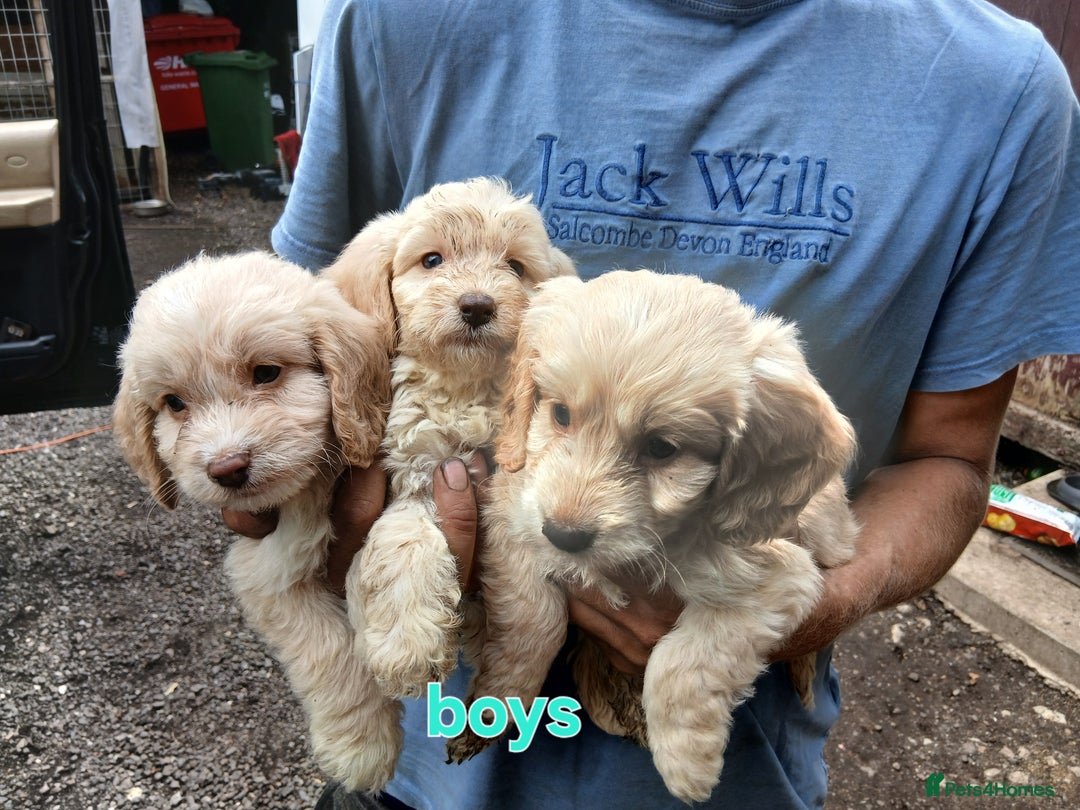 Cockapoo dogs for sale: Beautiful cockerpoo puppies  - Image 11