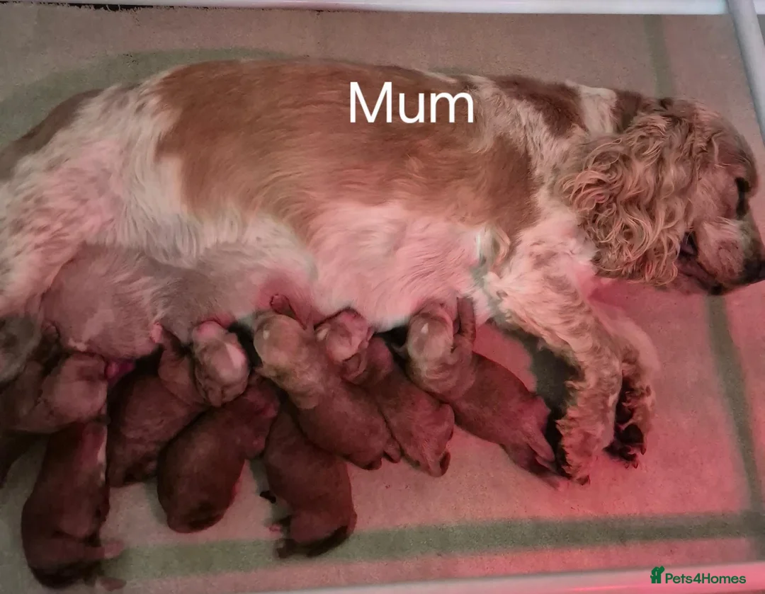 Cocker Spaniel dogs for sale: Kc regd cocker spaniels - Advert 2
