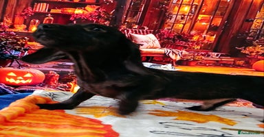 Miniature Dachshund dogs - Advert 2