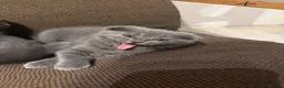 British Shorthair cats for sale: Five girls  - Advert 2
