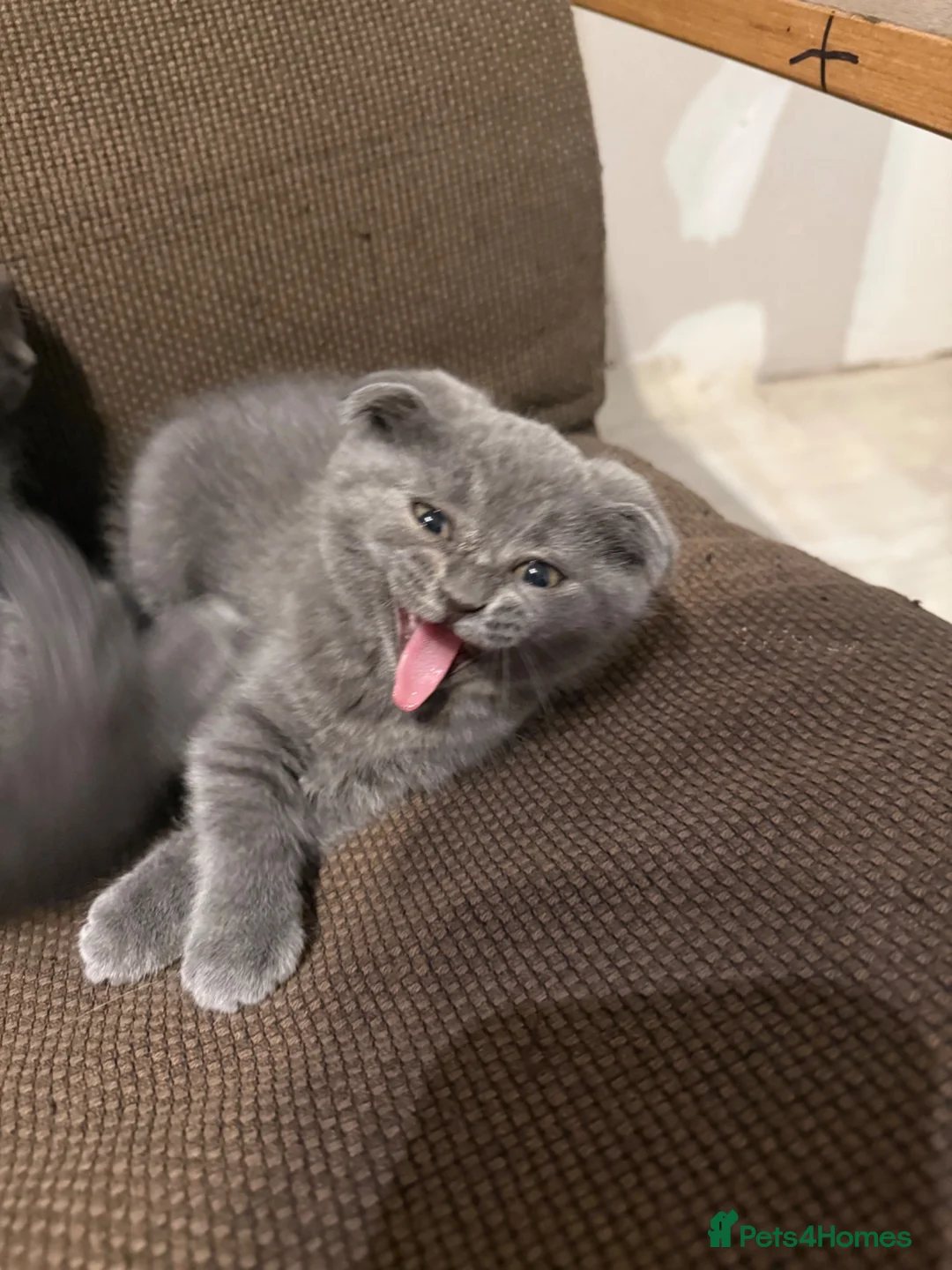 British Shorthair cats for sale: Five girls  - Advert 2
