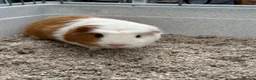 Guinea Pig rodents for sale: Two GUINEA PIGS for rehoming in Nantwich - Advert 2