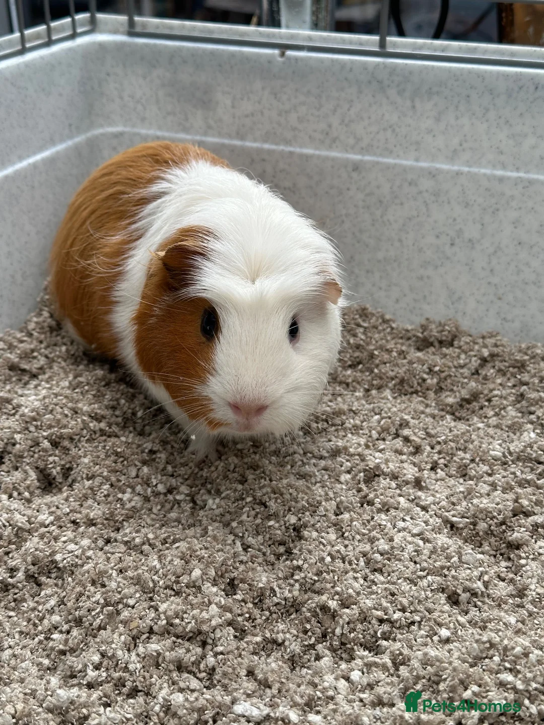 Guinea Pig rodents for sale: Two GUINEA PIGS for rehoming in Nantwich - Advert 2
