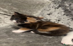 Mixed Breed cats for sale: Beautiful kittens  - Image 5