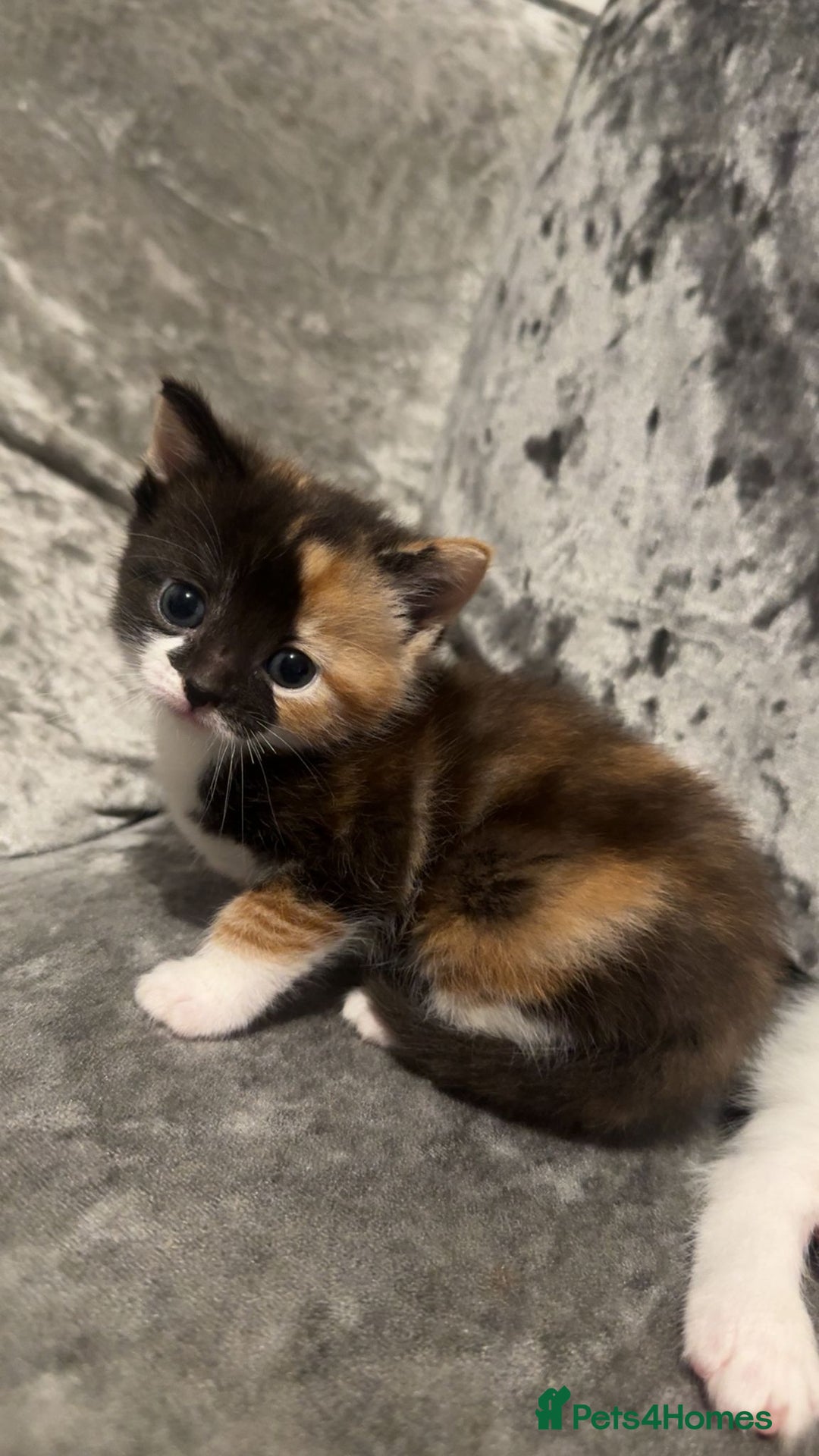 Mixed Breed cats for sale: Beautiful kittens  - Image 5