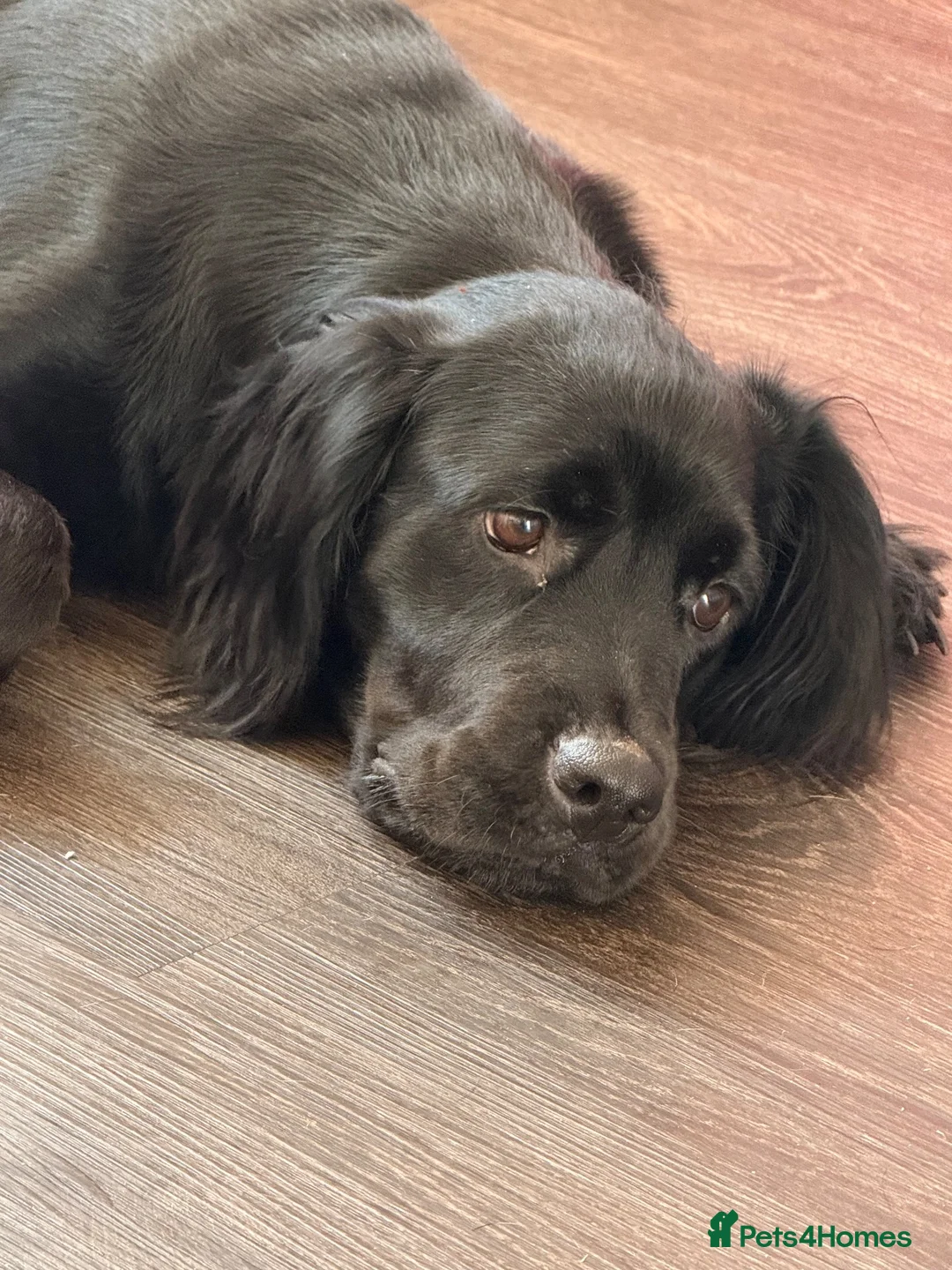 Mixed Breed dogs for sale: Lovely Cocker spaniel cross Rottweiler  - Advert 1