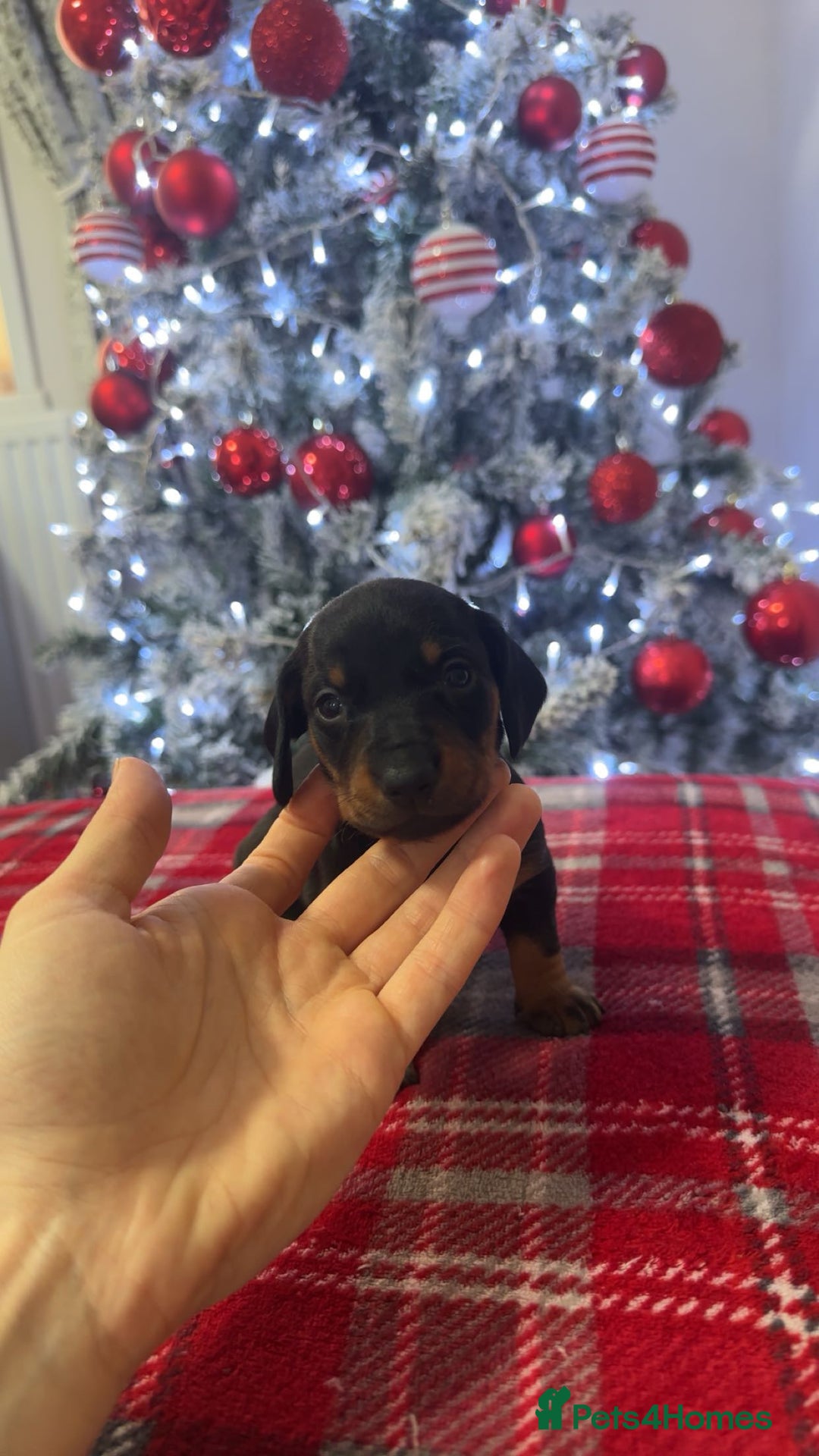 Dachshund dogs for sale: Dachshund puppies (2 LEFT) - Advert 2