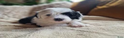 Sheepadoodle dogs for sale: Ultimate Pedigree F1 Sheepadoodles  - Advert 20