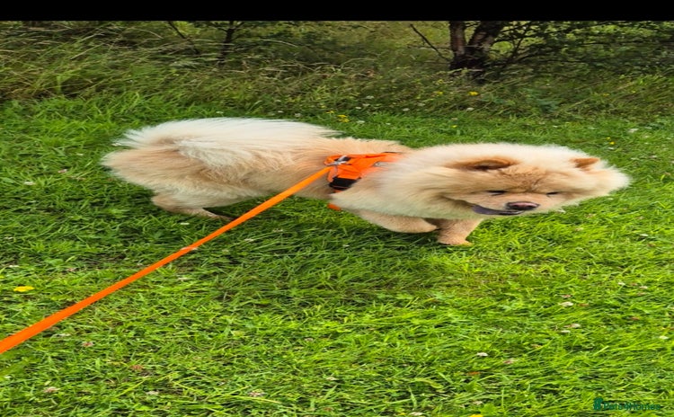Chow Chow dogs - Advert 1