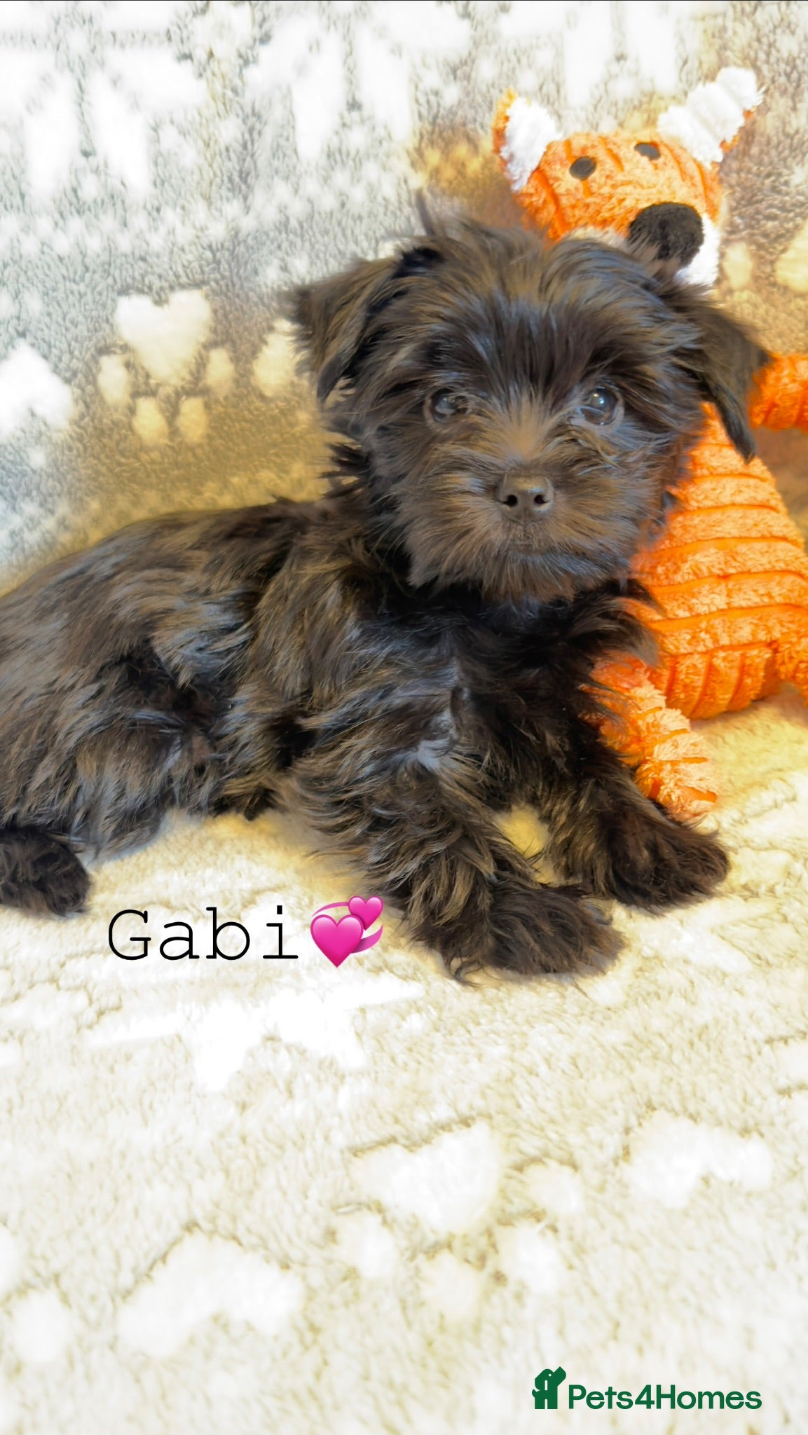 Yorkshire Terrier dogs Ready Now 2 Black Girls  Yorkshire Terrier  - Advert 17