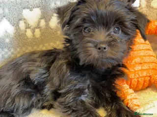 Yorkshire Terrier dogs Ready Now 2 Black Girls Yorkshire Terrier - Advert 17