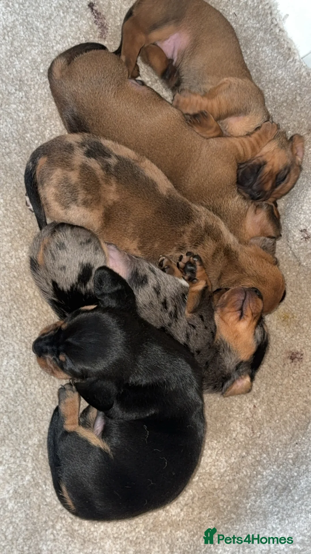 Dachshund dogs for sale: Miniture daschounds   - Advert 1