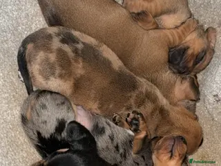 Dachshund dogs Miniture daschounds - Advert 1
