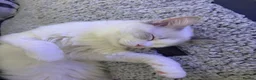 Ragdoll cats for sale: Ragdoll Cat in Ayr - Advert 4