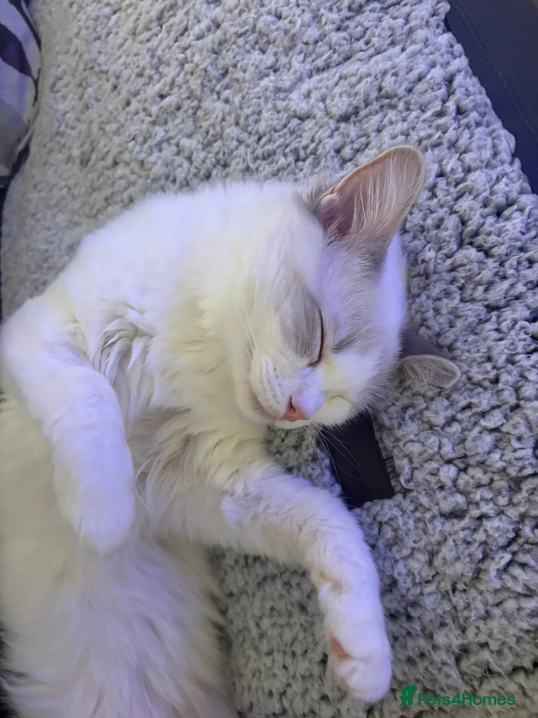 Ragdoll cats for sale: Ragdoll Cat in Ayr - Advert 4