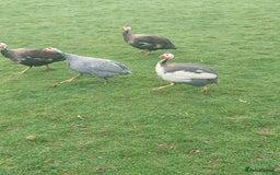 Guinea Fowl poultry for sale: Guinea fowl keets  - Image 1
