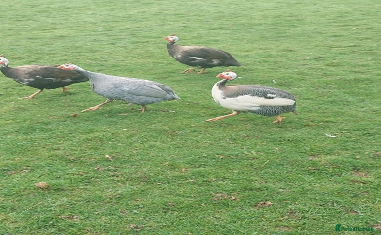 Guinea Fowl poultry - Advert 1