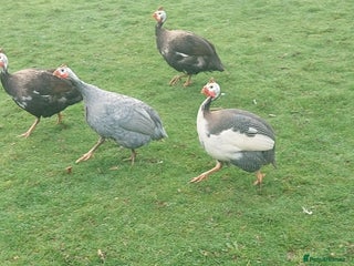 Guinea Fowl poultry - Advert 2