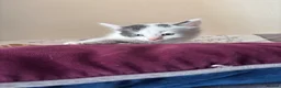 Mixed Breed cats for sale: 5 GORGEOUS KITTENS  - Advert 9