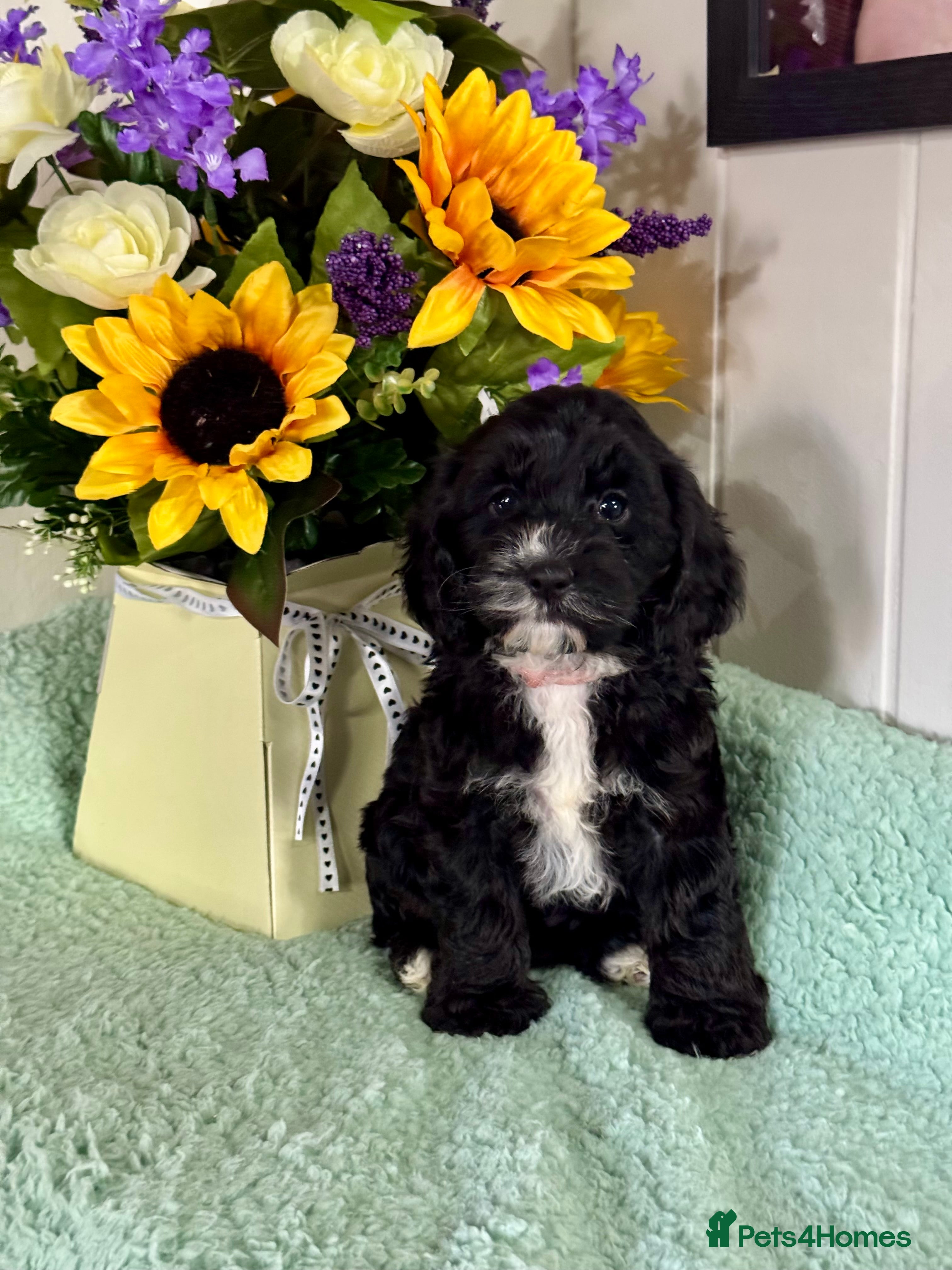 Cockapoo dogs 1 girl left dna clear gorgeous Cockerpoo puppies  - Advert 2