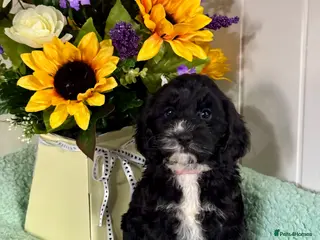Cockapoo dogs 1 girl left dna clear gorgeous Cockerpoo puppies - Advert 2