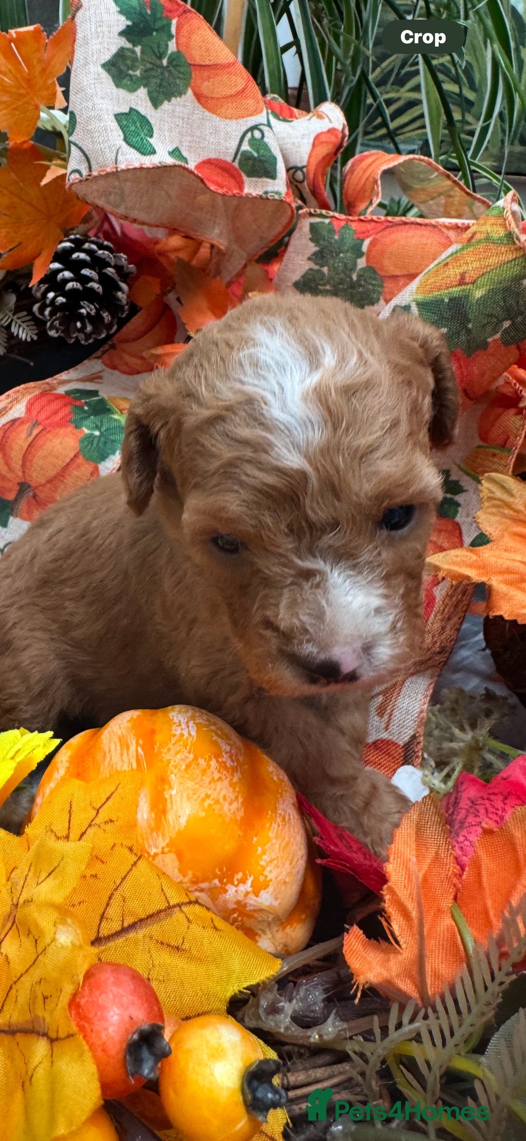 Cockapoo dogs for sale: STUNNING RED F1B COCKAPOO - Image 1
