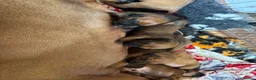 Rhodesian Ridgeback dogs for sale: Exceptionally Health Tested KC Ridgeback Puppies - Advert 5