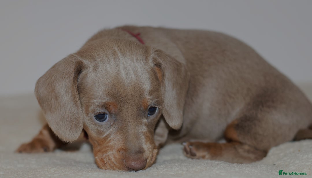 Miniature Dachshund dogs for sale: 5StarsLicensed+KC+PRAClear+VetChecked - Image 15
