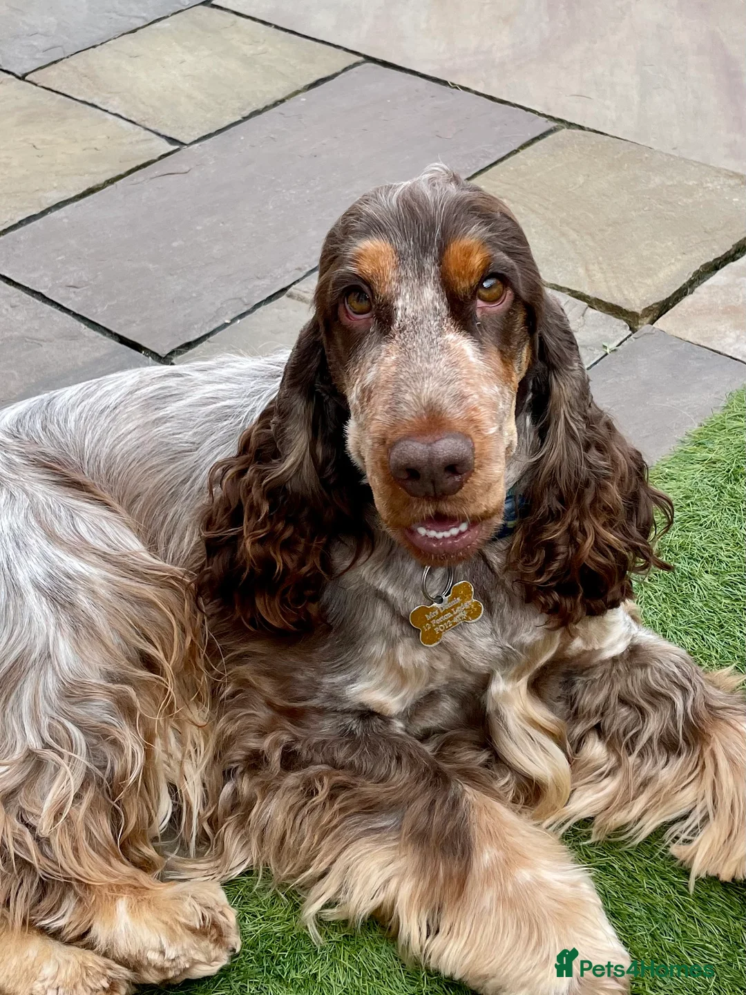 Cocker Spaniel dogs for stud: KC REG SHOW COCKER SPANIEL STUD in Gosport - Advert 2