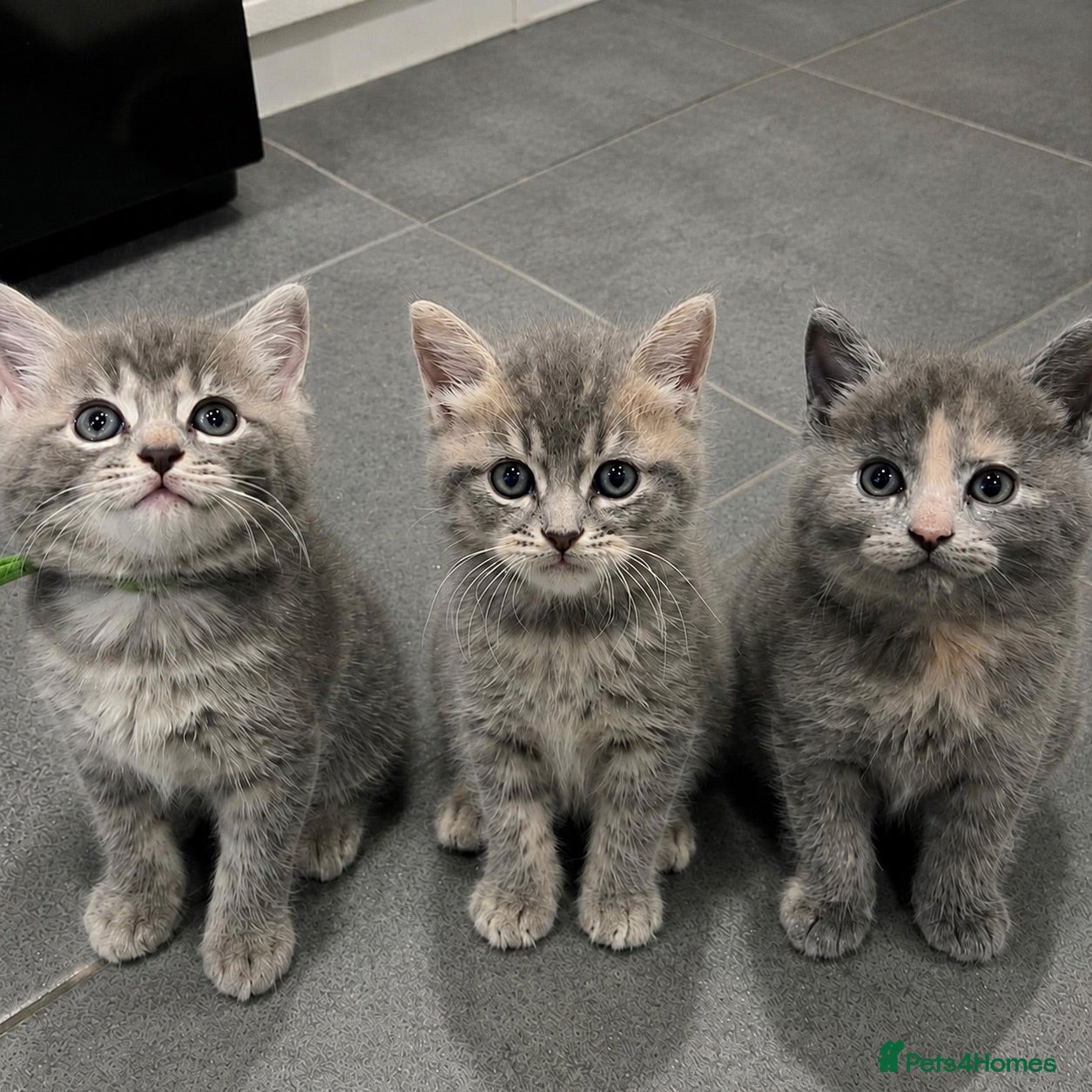 Mixed Breed cats Beautiful grey Fluffy Kittens! - Advert 8