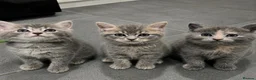 Mixed Breed cats for sale: Beautiful grey Fluffy Kittens! - Advert 1