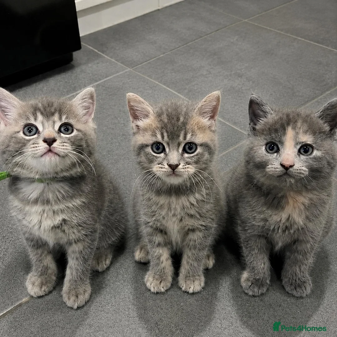 Mixed Breed cats for sale: Beautiful grey Fluffy Kittens! - Advert 1