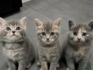 Mixed Breed cats Beautiful grey Fluffy Kittens! - Advert 1