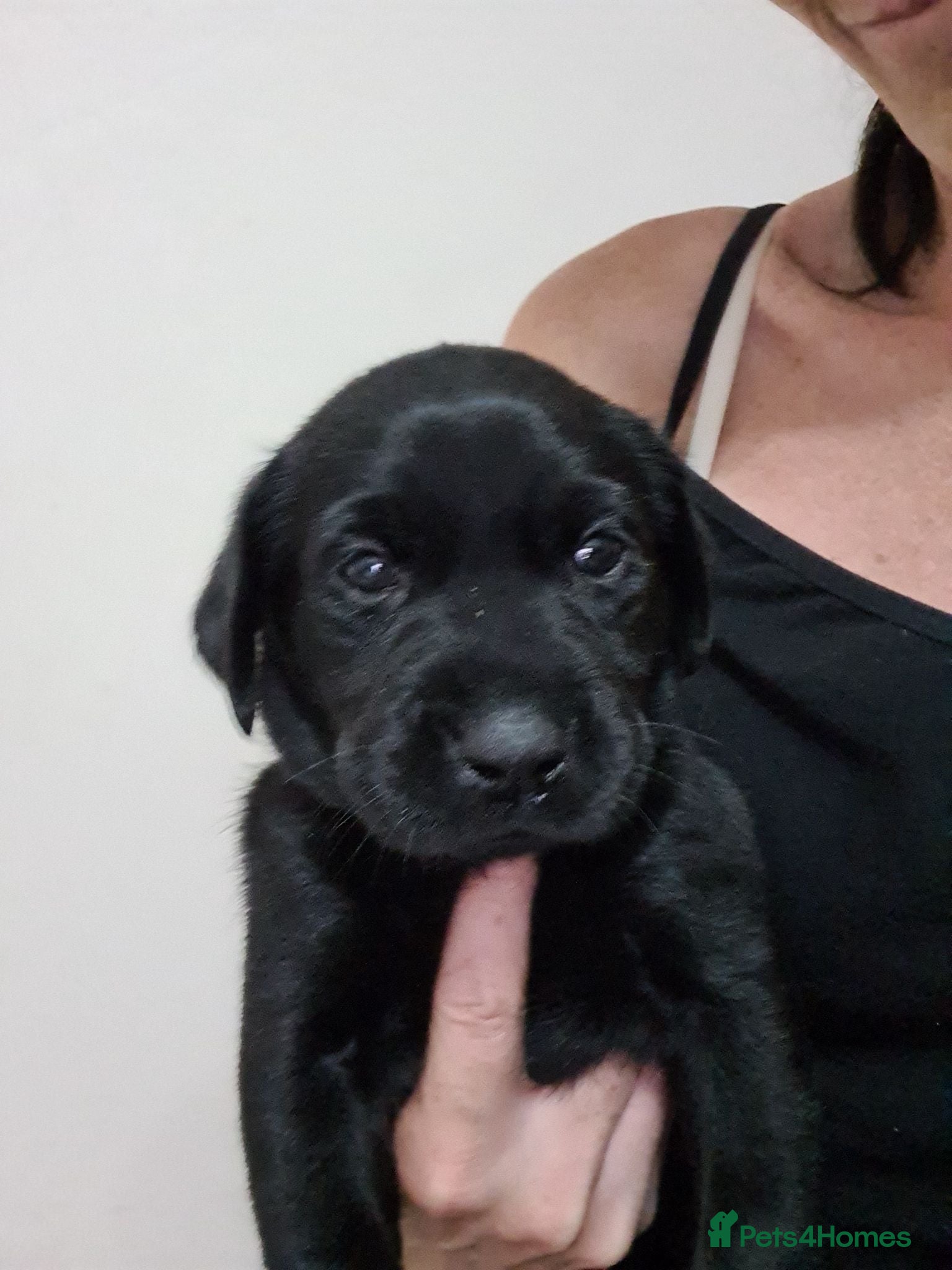 Labrador Retriever dogs Black & deep yellow/red KC Labrador Puppies - Advert 3