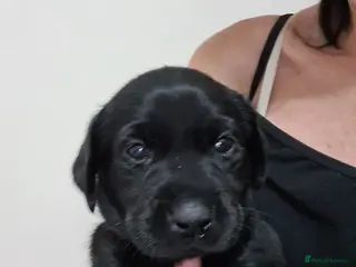 Labrador Retriever dogs Black & deep yellow/red KC Labrador Puppies - Advert 3