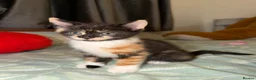 Domestic Shorthair cats for sale: Oreo💙 & Pookie💕 - Advert 10