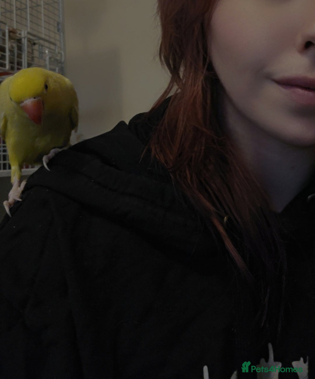 Ringnecks birds for sale: Yellow Indian Ringeck - Advert 7