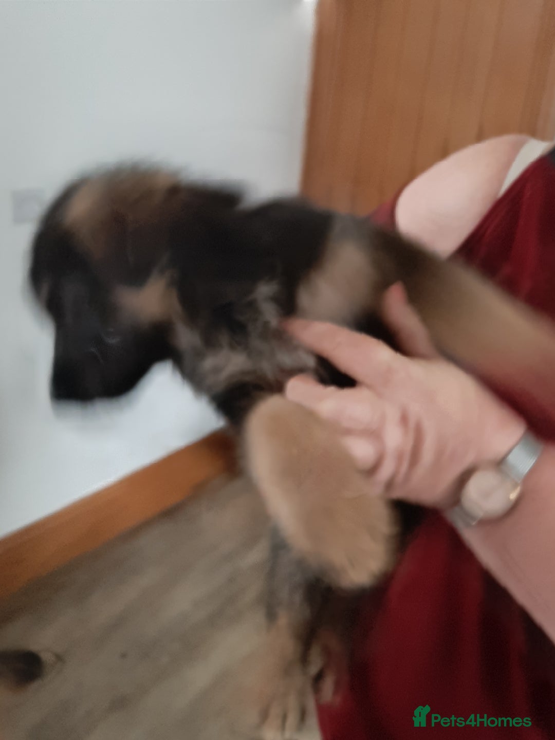 German Shepherd dogs for sale: German shepherd pups - Image 13