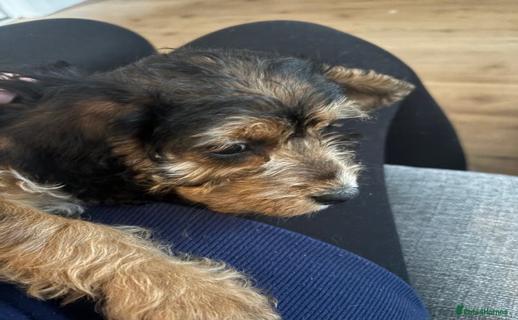 Mixed Breed dogs - Advert 3