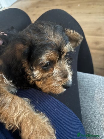 Mixed Breed dogs - Advert 3