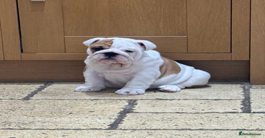 English Bulldog dogs Beautiful Bulldog Puppies Available  - Advert 3