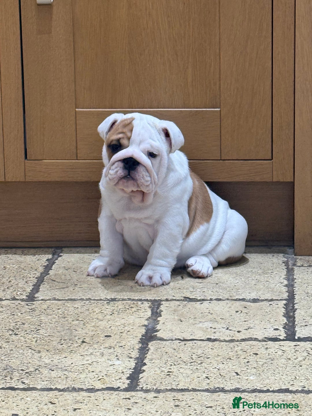 English Bulldog dogs for sale: Beautiful Bulldog Puppies Available  - Advert 2