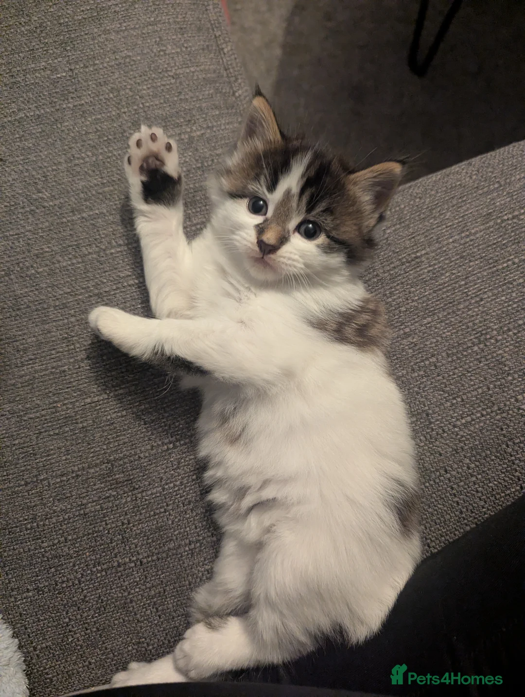 Mixed Breed cats for sale: Adorable kittens all very different colouring!  in Bangor - Advert 2