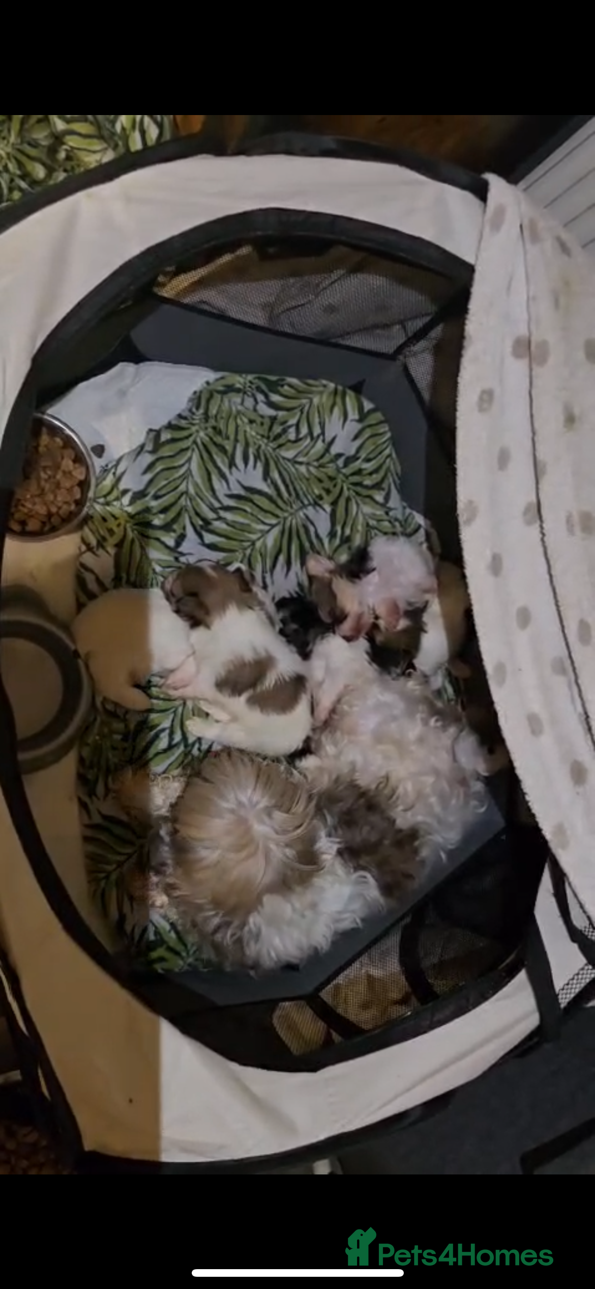 Mixed Breed dogs 5 Lhasa Apso × Yorkshire Terrier puppies for sale  - Advert 14