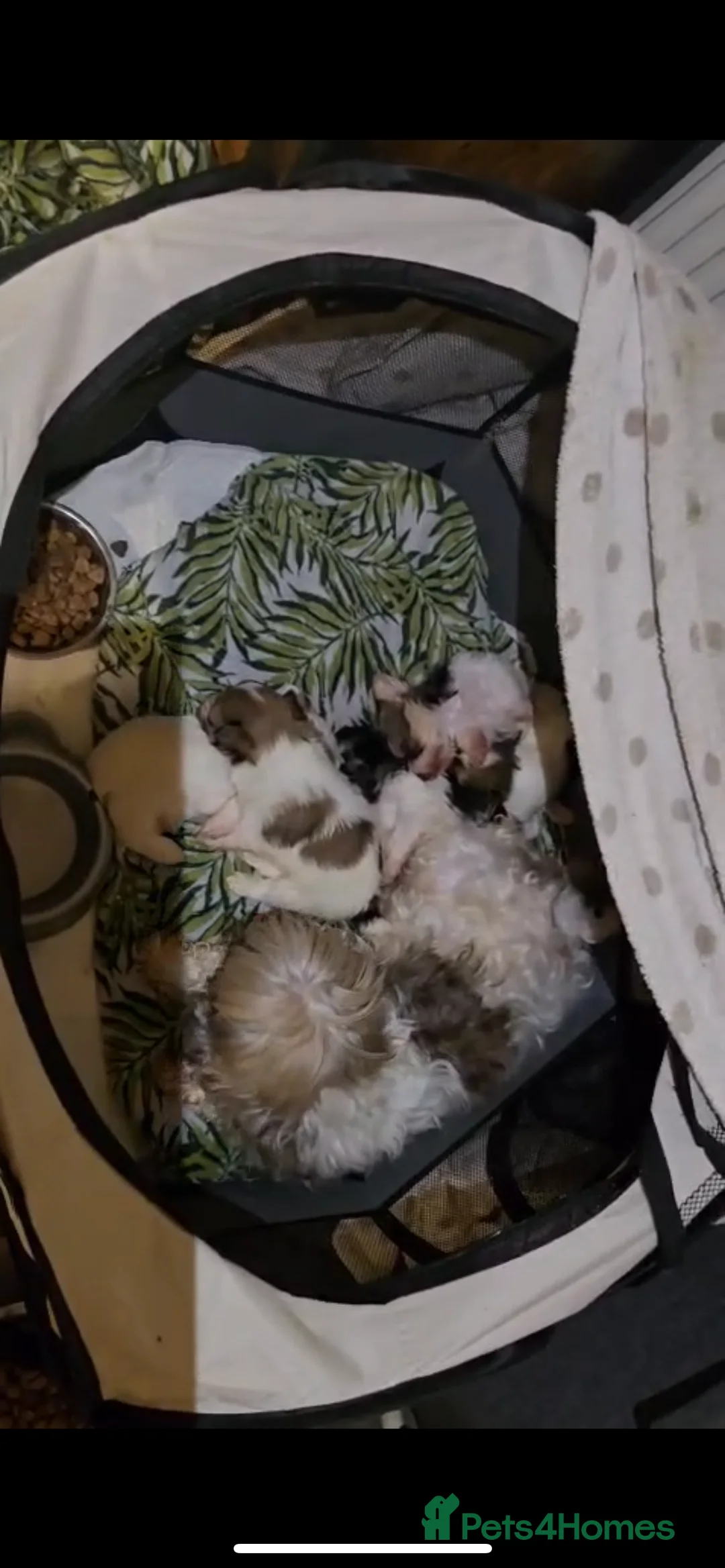 Mixed Breed dogs for sale: 5 Lhasa Apso × Yorkshire Terrier puppies for sale  - Advert 1