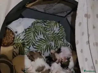 Mixed Breed dogs 5 Lhasa Apso × Yorkshire Terrier puppies for sale - Advert 14